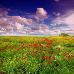 red poppy and wild flowers