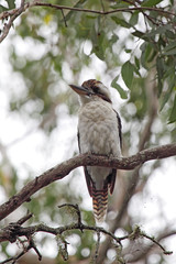 Kookaburra (Dacelo novaeguineae)