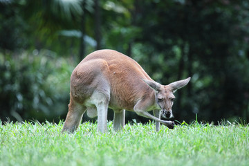Rotes Riesenkänguru (Macropus rufus) © DirkR