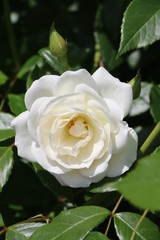 Weiße Rose