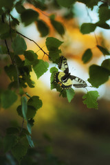 Old world swallowtail (Papilio machaon) also know as the common yellow swallowtail