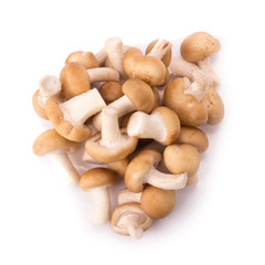mushroom on the White background