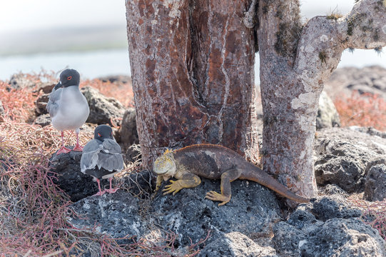 Swallow Tailed Gull And Iguana On  Galapagos Islands