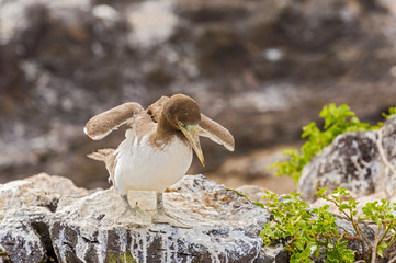 Juvenile Nazca Booby in Galapagos