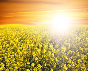Fototapeta premium Soybean Field,sunset