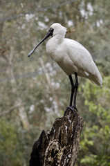 royal spoonbill