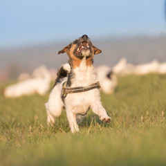 Jack Russell stolziert auf der Wiese.