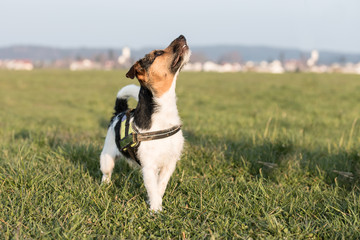 Stolzer Jack Russell