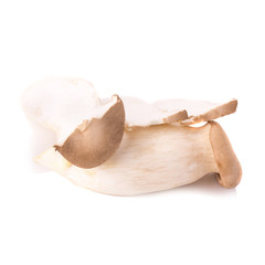 Fototapeta premium King Oyster mushroom (Eringi) on white backgroud