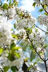 Obraz premium springtime