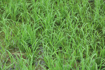 rice paddy