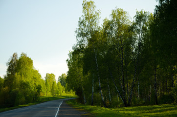 Birch covered with green foliage