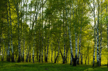 Birch covered with green foliage