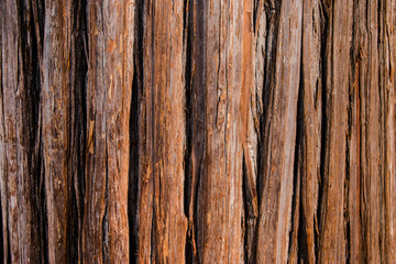 Old pine bark texture background. The big old oak tree at Hokkaido temple, Japan.