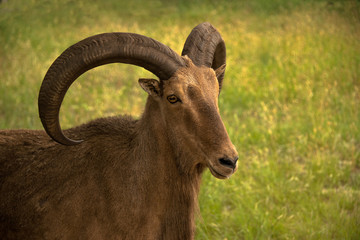 Obraz premium Aoudad ram sheep has large thick curved horns. They are also called Barbary sheep.