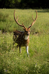 Naklejka na ściany i meble Spotted Axis buck deer with large antlers walking through grassy meadow