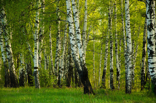 Fototapeta Birch covered with green foliage