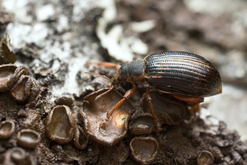 Weevil on lichen
