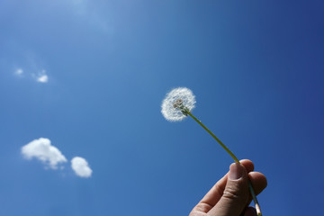 dandelion in the hand against blue sky