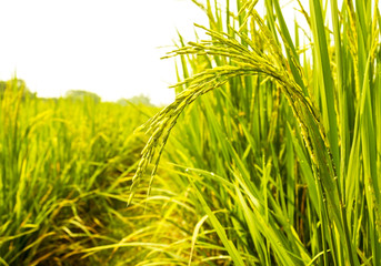 rice field