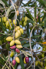 unripe kalamata olives with raindrops on olive tree
