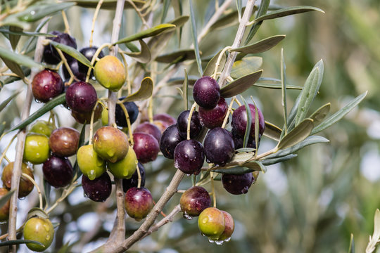 ripening olives with raindrops on olive tree