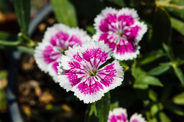 Dianthus chinensis (China Pink) Flowers in the garden