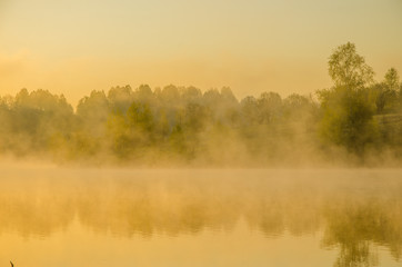 Naklejka premium morning fog. around the lake grow birch .