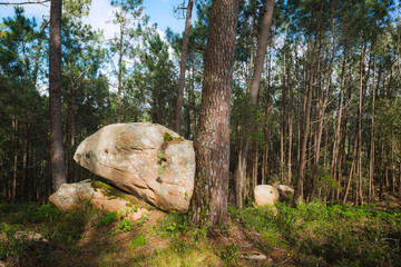Fototapeta premium Rocks and pine trees in the Natural park Sintra-Cascais. Portugal