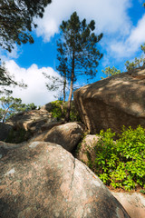 Rocks and pine trees in the Natural park Sintra-Cascais. Portugal
