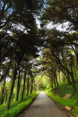 Fototapeta premium Forest road in the Natural park Sintra-Cascais. Portugal