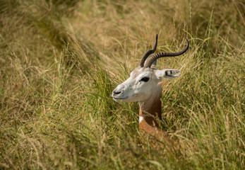 Dama gazelle lying in tall grasses