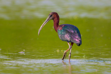 Glossy Ibis ( Plegadis falcinellus ) in real nature of Thailand