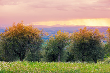 Fototapeta na wymiar Olive trees in stormy weather, Tuscany, Italy