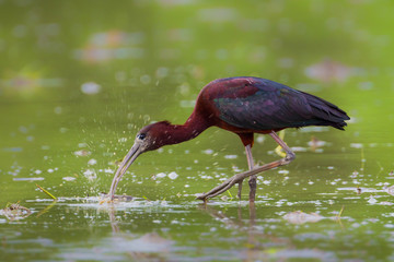 Glossy Ibis ( Plegadis falcinellus ) in real nature of Thailand