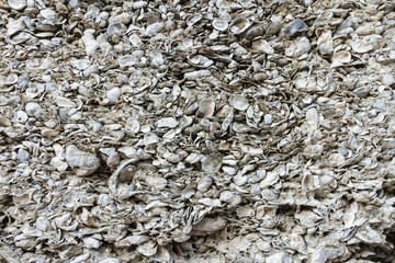 Coquina wall