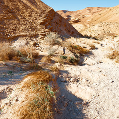 Negev Desert