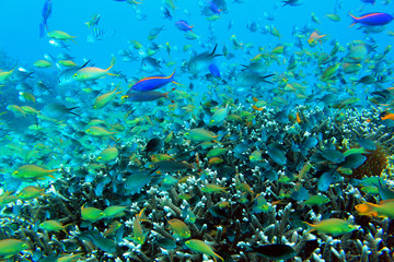 Fototapeta na wymiar 珊瑚と熱帯魚