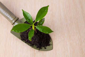 Small tree and soil in spade on wooden