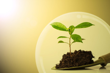 Small plant and soil in spade with lighting effect, protected tree concept