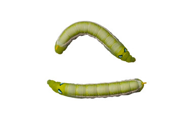 Close up caterpillars on white background