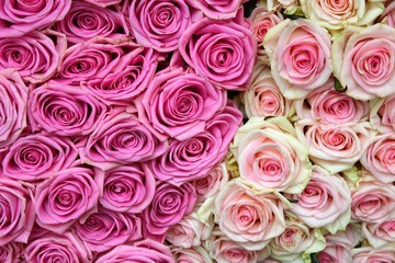 Roses. Roses background. Fresh roses.