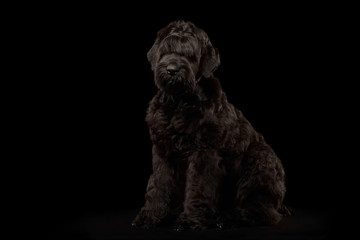 Big Russian Black terrier Dog Sitting on Isolated Background, Front view
