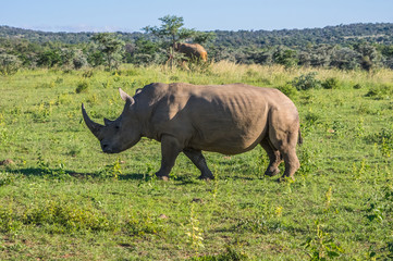 Naklejka premium Rhinoceros grazing in the Weldgevonden Game Reserve in South Africa