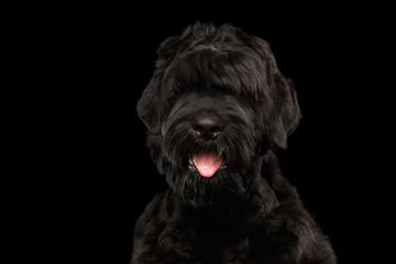 Closeup Portrait of Big Russian Black Terrier Dog with tongue on Isolated Background, Front view