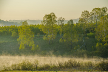 morning fog. around the lake grow birch .