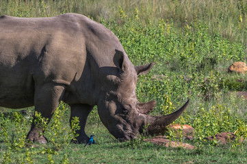 Obraz premium Southern White Rhinoceros grazing in the Weldgevonden Game Reserve in South Africa