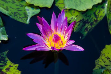 violet waterlily or lotus flower blooming on pond