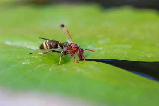 Wasps drinking water