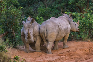 Obraz premium Southern White Rhinoceros sleeping in the Weldgevonden Game Reserve in South Africa
